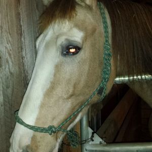 Meet your Posher, Troy tammy